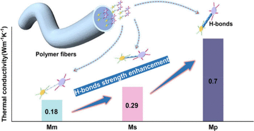 Phonon Transport in Supramolecular Polymers Regulated by Hydrogen Bonds